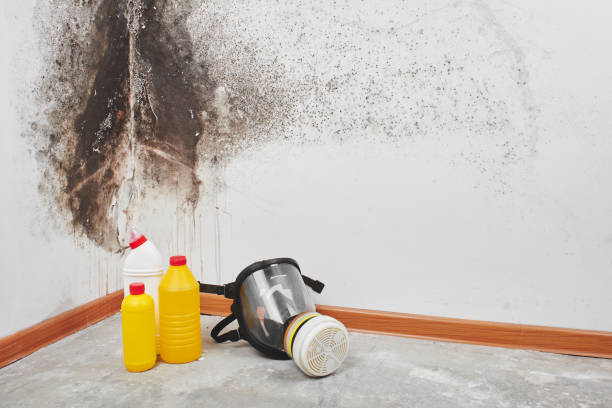 Best Crawl Space Mold Removal  in Savannah, GA