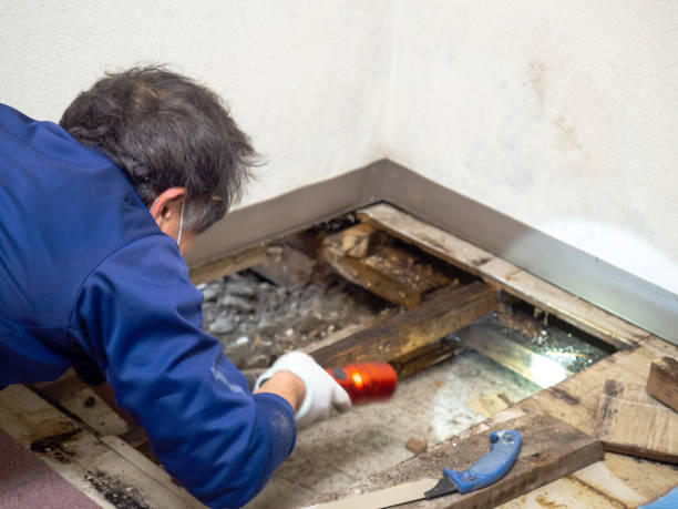 Mold Removal Process in Savannah, GA