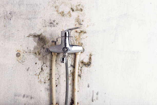 Best Mold Removal Near Me  in Savannah, GA