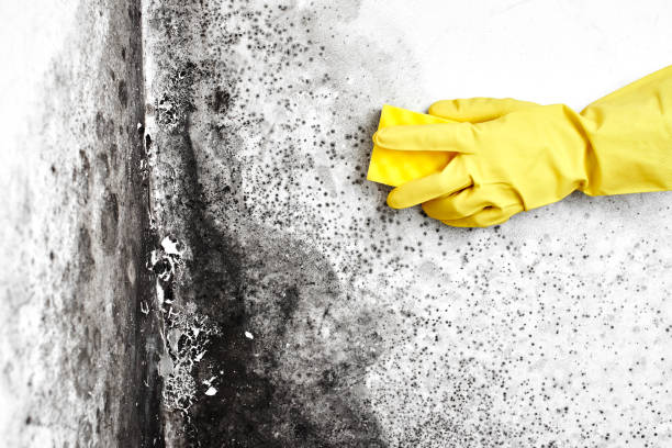 Best Attic Mold Removal  in Savannah, GA