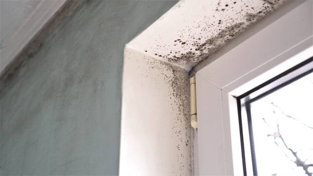 Best Mold Remediation  in Savannah, GA