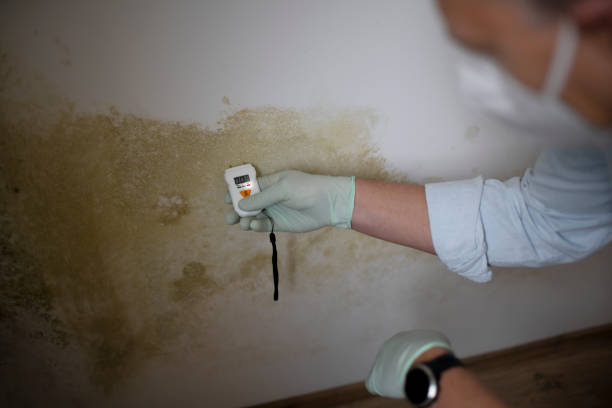 Best Residential Mold Removal  in Savannah, GA