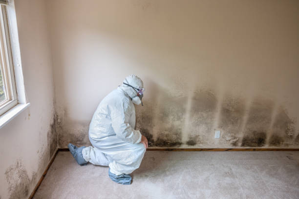 Best Home Mold Removal  in Savannah, GA