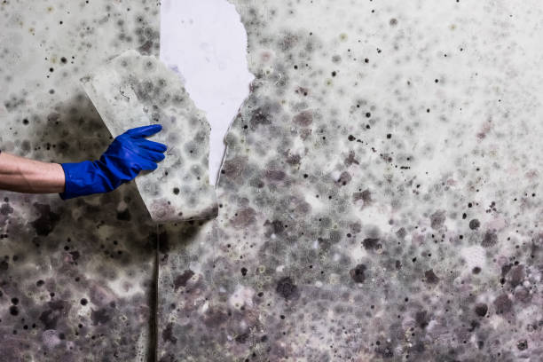 Best Mold Removal Process  in Savannah, GA