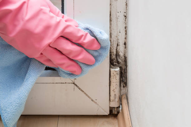 Best Mold Testing  in Savannah, GA