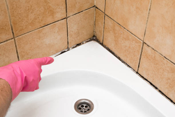 Mold Removal and Inspection in Savannah, GA